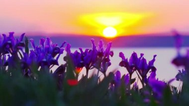 Gün batımında rüzgarda sallanan çayır üzerinde mor süsen.