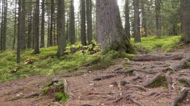 Ağaç kökleri yamaca Magic çam ormanı içinde