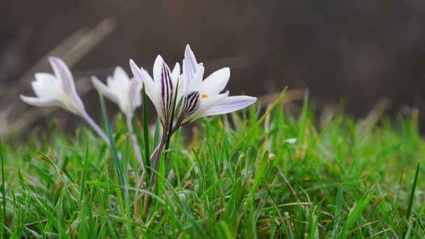 Young White Krokus Sway Wind Close — Stock Video