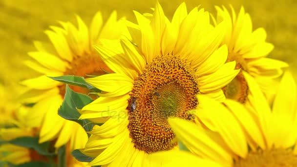 Bee Flying and Pollinating Sunflower at Sunny Day. Mouvement lent . 