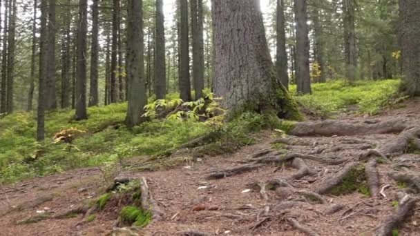树根在山坡上的魔法松树林 — 图库视频影像