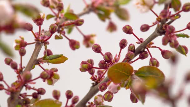 Witte Bloemen Bloeit Takken Kersenboom Timelapse — Stockvideo