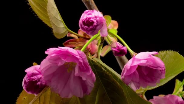 Roze Bloemen Bloeit Takken Sakura Boom Donkere Achtergrond Timelapse — Stockvideo