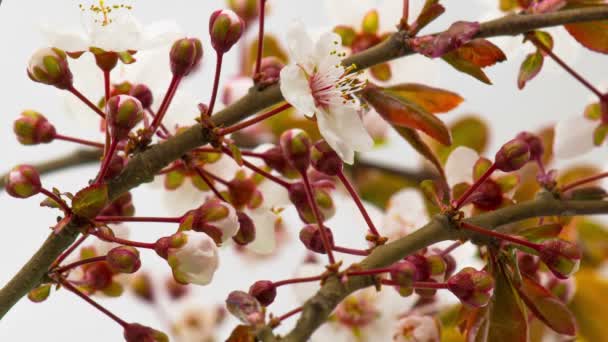 Witte Bloemen Bloeit Takken Kersenboom Timelapse — Stockvideo