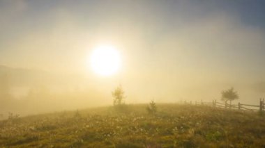 Misty sabah bulutlar arka plan ile ön plan ve sis bir genç Firs ile dağlarda. Timelapse.