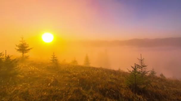 Misty Morning Mountains Young Firs Foreground Fog Clouds Background Timelapse — Stock Video