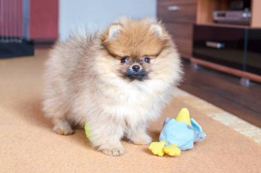 Bir oyuncakla evde çok güzel kabarık pomeranian köpek yavrusu ayakta