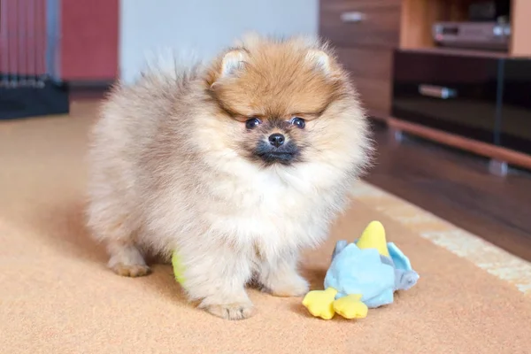 Adorable fluffy pomeranian puppy standing with a toy at home — Stock Photo, Image