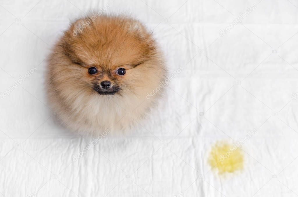 fluffy pomeranian puppy and urine puddle, view from above