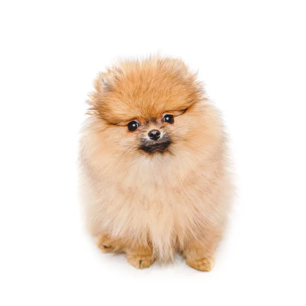 Пушистый померанский щенок, маленькая собака, изолированная на белом — стоковое фото