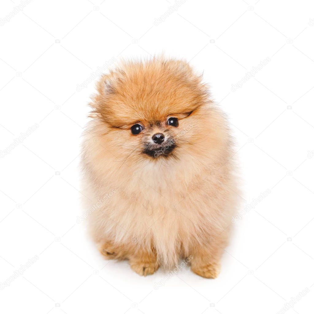fluffy pomeranian puppy, small dog isolated on white