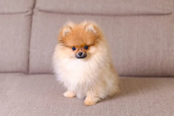 Adorable peludo cachorro de pomerania sentado en el sofá — Foto de Stock