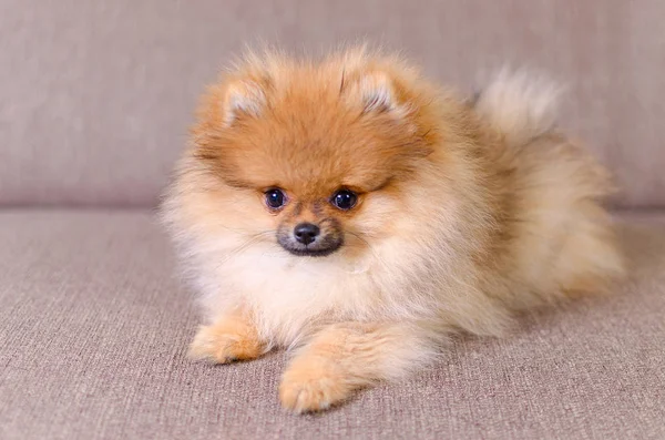 Adorable fluffy pomeranian puppy lying on the couch — Stock Photo, Image