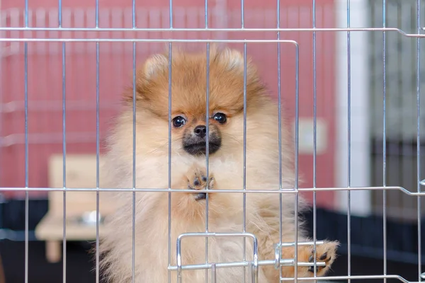 sevimli pomeranian köpek büyük kuş kafesi içinde duran ve seyir