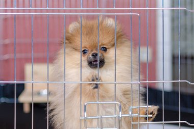 sevimli pomeranian köpek büyük kuş kafesi içinde duran ve seyir