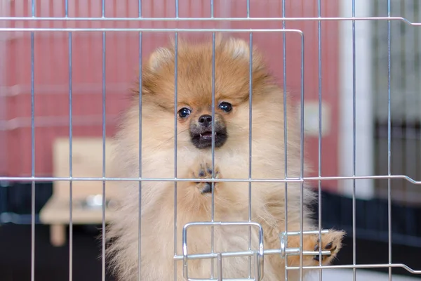 sevimli pomeranian köpek büyük kuş kafesi içinde duran ve seyir