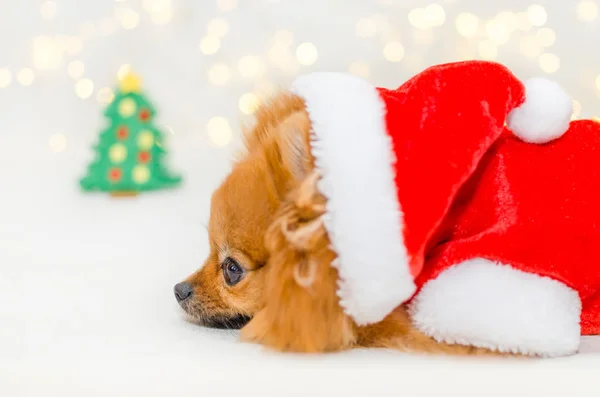 Small pomeranian in santa costume on christmas bokeh background — Stock Photo, Image