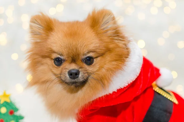 Small pomeranian in santa costume on christmas bokeh background — Stock Photo, Image