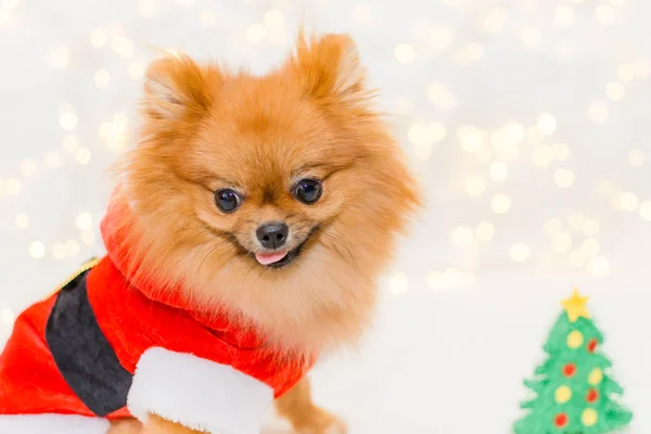 Funny smiling pomeranian in santa costume on christmas bokeh background — Stock Photo, Image