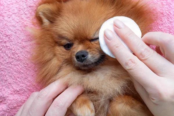 Kadın, Pomeranya köpeğinin gözlerini temizliyor. Stok Resim