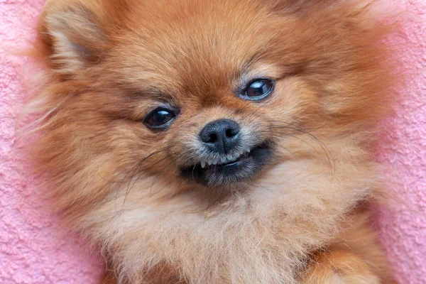 Смешная померанская собака лжет и улыбается, избирательный фокус — стоковое фото