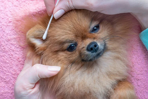 Mujer limpia las orejas de un perro pomerania Fotos De Stock