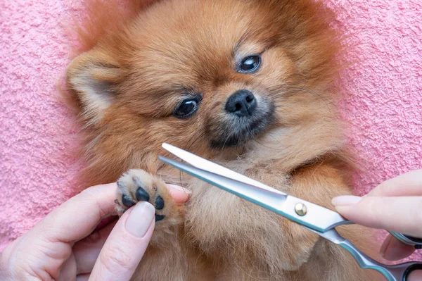 woman cuts dog hair on paws, selective focus