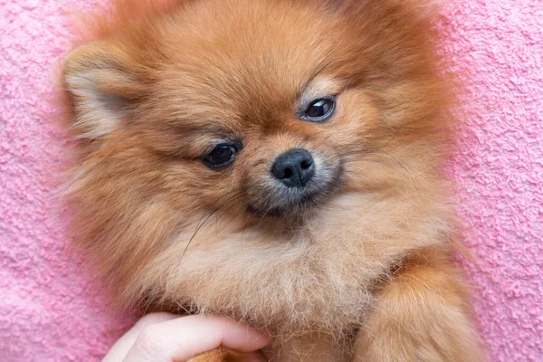 Funny pomeranian dog lying on pink towel — Stock Photo, Image