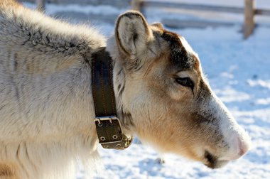 Avrasya 'nın kuzeyindeki evcil ren geyikleri kışın karlı mercanlarda. Ulusal ren geyiği çobanlığı