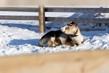 Avrasya 'nın kuzeyindeki evcil ren geyikleri kışın karlı mercanlarda. Ulusal ren geyiği çobanlığı