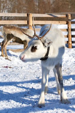 Avrasya 'nın kuzeyindeki evcil ren geyikleri kışın karlı mercanlarda. Ulusal ren geyiği çobanlığı