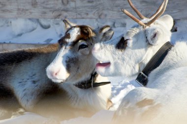 Avrasya 'nın kuzeyindeki evcil ren geyikleri kışın karlı mercanlarda. Ulusal ren geyiği çobanlığı