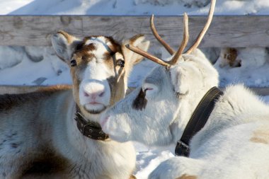 Avrasya 'nın kuzeyindeki evcil ren geyikleri kışın karlı mercanlarda. Ulusal ren geyiği çobanlığı