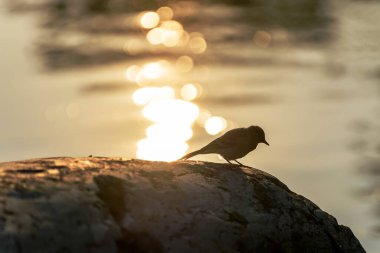 Bir yaz akşamı gölün kenarındaki kayanın üzerinde küçük vahşi bir kuş.