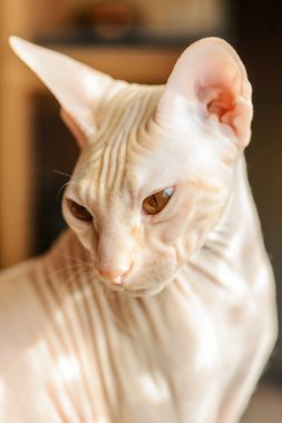 Kedi sfenksi çıplak kel bej