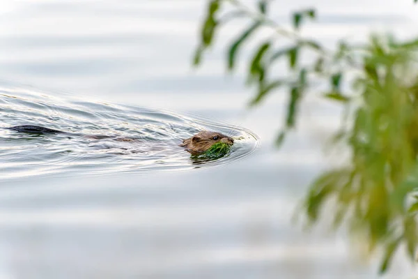 Wilde Muskusrat Ondatra Zwemt Zomer Het Meer Groene Struiken — Stockfoto