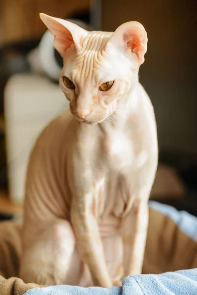 Γάτα Σφίγγα Γυμνή Φαλακρή Μπεζ — Φωτογραφία Αρχείου