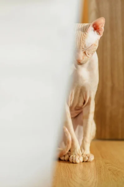Kot Sfinks Nagi Łysy Beżowy — Zdjęcie stockowe