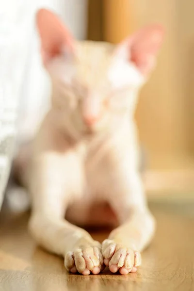 Gato Esfinge Bege Careca — Fotografia de Stock