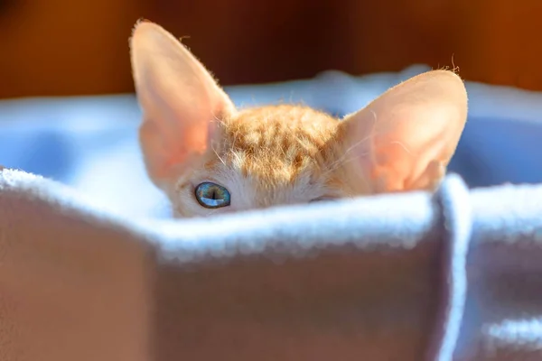 Red Little Short Haired Kitten Lies Blue Box — Stock Photo, Image