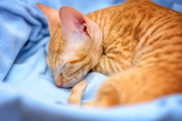 Czerwony Mały Krótkowłosy Kotek Leży Niebieskim Pudełku — Zdjęcie stockowe