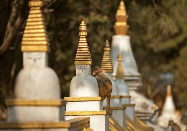 원숭이 stupa에 앉아 — 스톡 사진