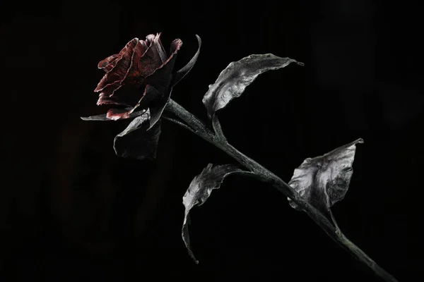 A rosa na luz no fundo escuro . — Fotografia de Stock
