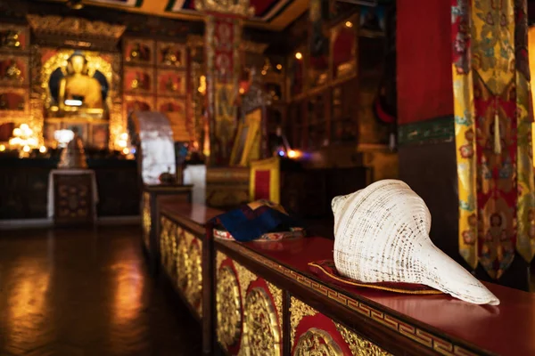 Буддийский Ритуальный Музыкальный Инструмент Сложения Пудже Большая Белая Оболочка Лежащая Стоковое Фото