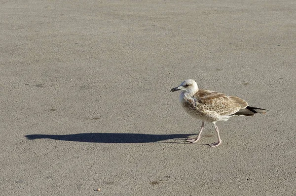 Seagull in the harbor — Stock Photo, Image