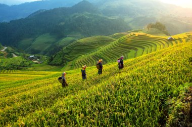 Pirinç tarlaları mu Cang Chai, Vietnam teraslı