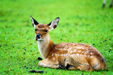 Deer park, Japonya