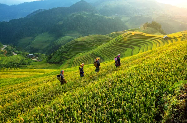 Pirinç tarlaları mu Cang Chai, Vietnam teraslı