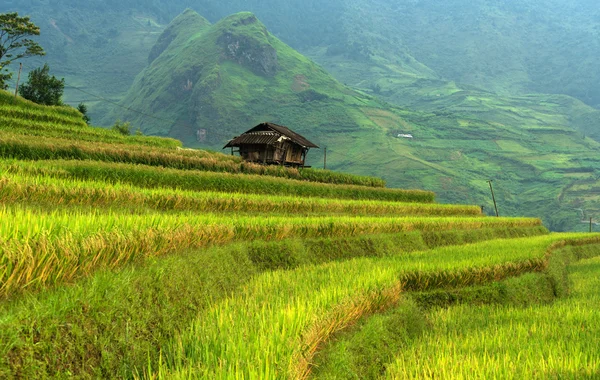 Rýžové terasy Tu Le Yen Bai Vietnam — Stock fotografie