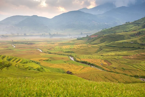 Рисовая терраса Вьетнама — стоковое фото